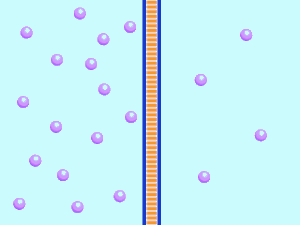 Featured image of post Transport Across Cell Membrane Gif Read about the transport across cell membrane now and raise your mcat test scores