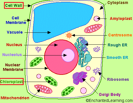 plant cell.GIF